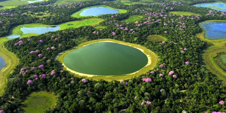 Pantanal brasileiro