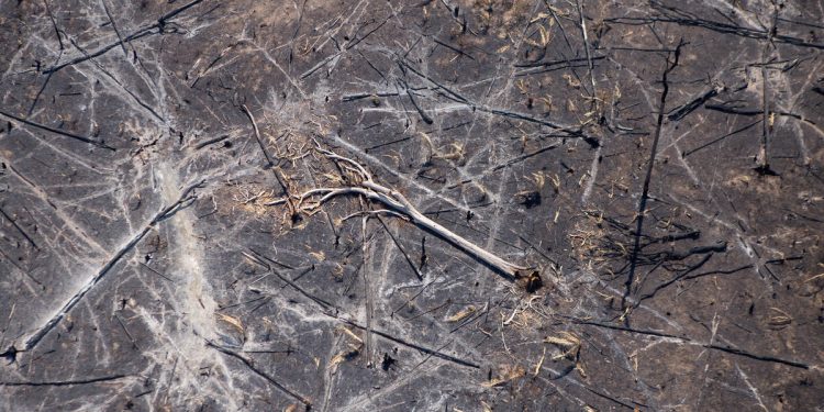 Registro feito em Cujubim (RO), na região da Amacro (Amazonas, Acre e Rondônia), em uma área com cerca de 8.000 hectares de desmatamento. Foto: Nilmar Lage | Greenpeace