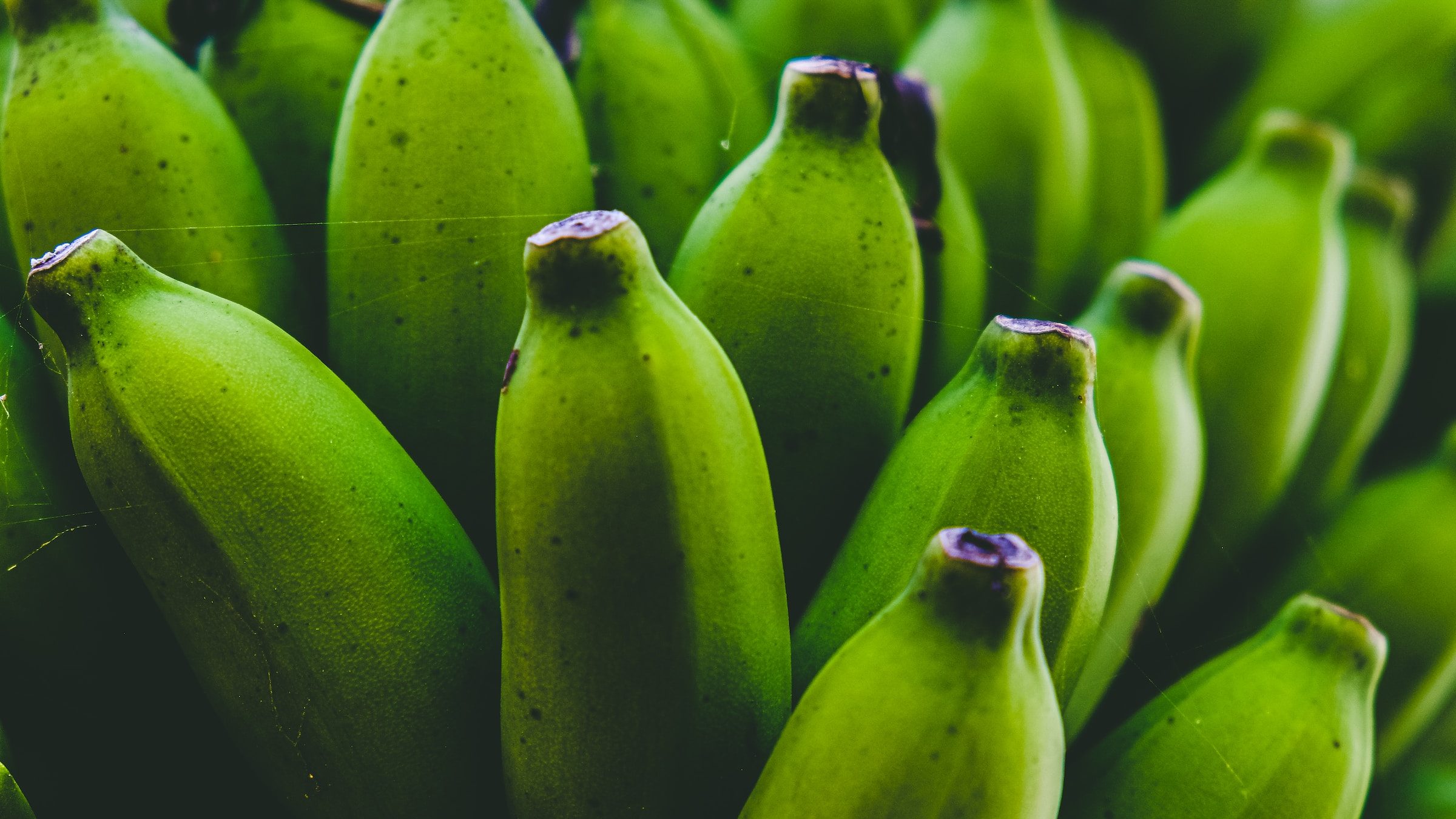 O futuro sustentável dependerá de alimentos geneticamente modificados?