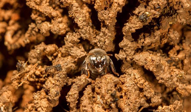 Abelha Mandaçaia - Melipona quadrifasciata