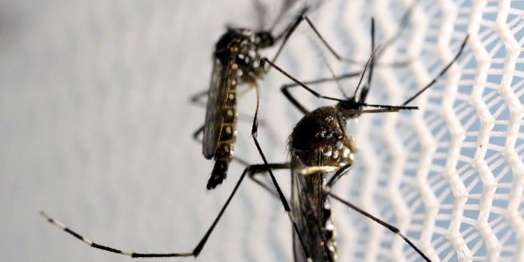 Aedes aegypti transmissor da dengue