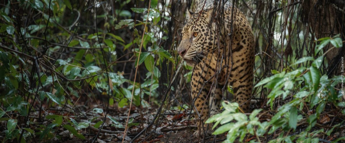 Obras de infra estrutura colocam fauna em risco no Pantanal