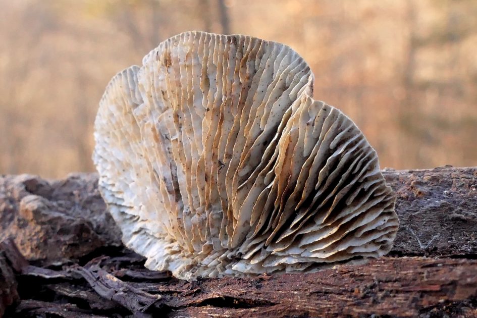 Os fungos invisíveis que transformam e conectam a vida na floresta