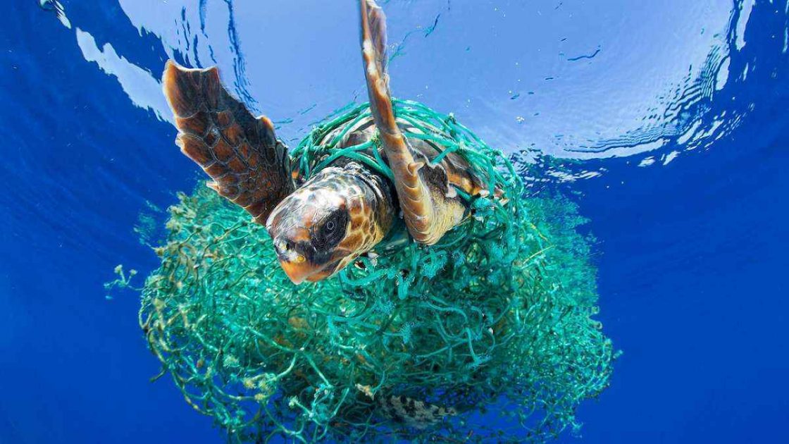 Tartaruga marinha presa em plástico