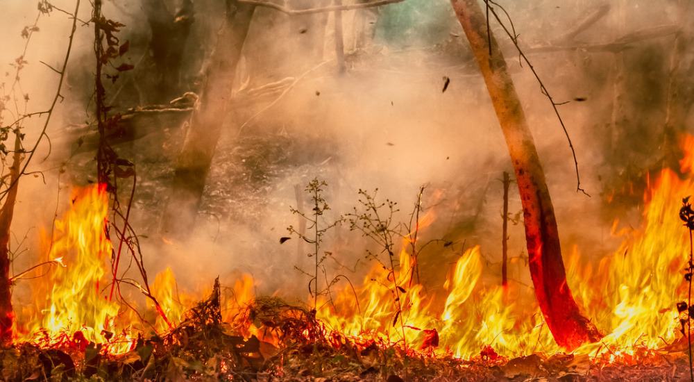 Queima de incêndio à noite, fogo na floresta, Vetor Grátis em 2023