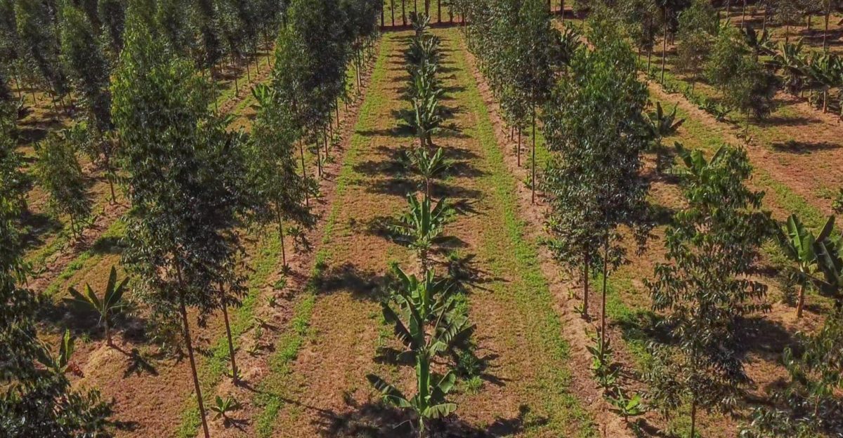 ONU reconhece Idesam como ator global na restauração de ecossistemas