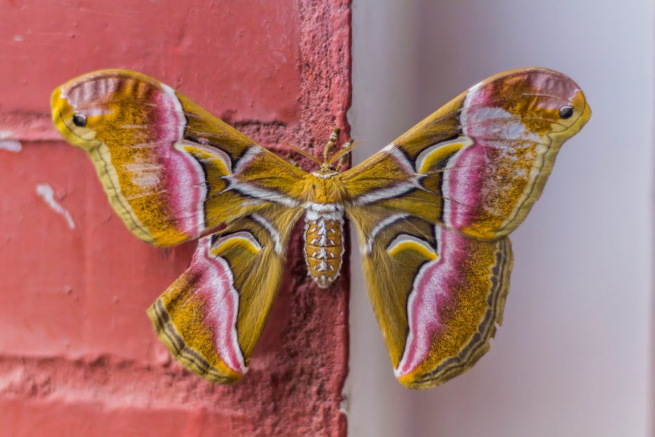 Borboletas e Mariposas