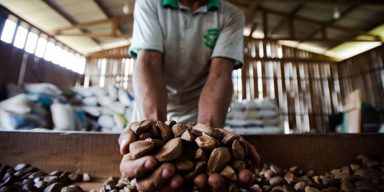 Castanha da Amazonia