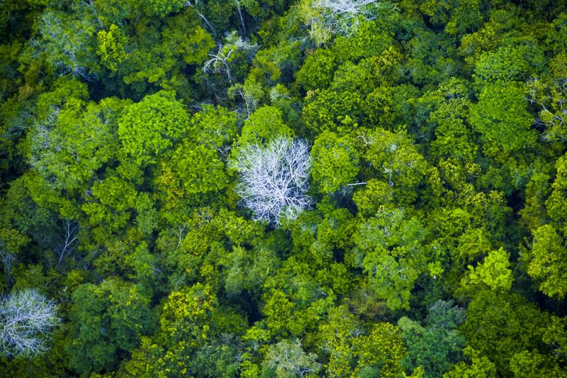 Árvores da Amazônia estão sendo ameaçadas pelo agravamento do aquecimento global