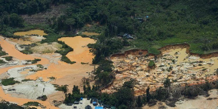 (Foto: Bruno Kelly/Amazônia Real).