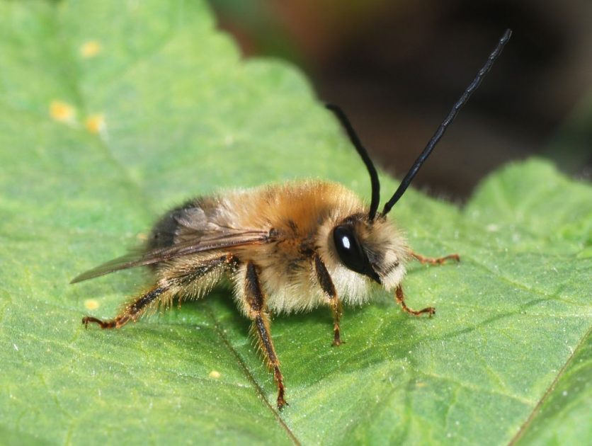 abelhas mumificadas