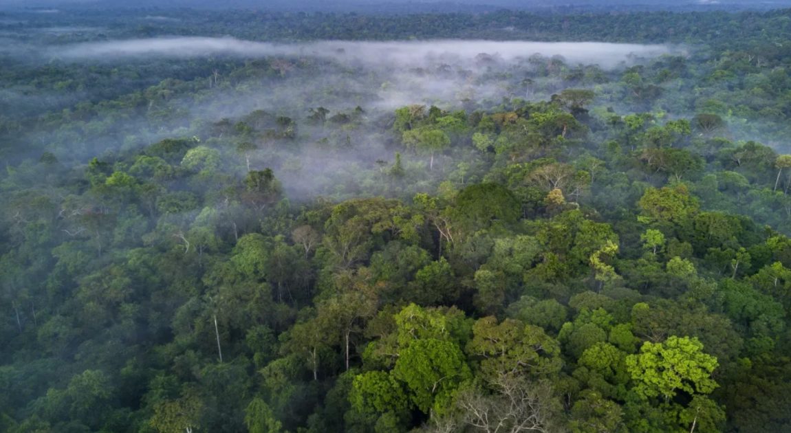 Arqueólogos revelam cidade avançada e desconhecida na Floresta Amazônica