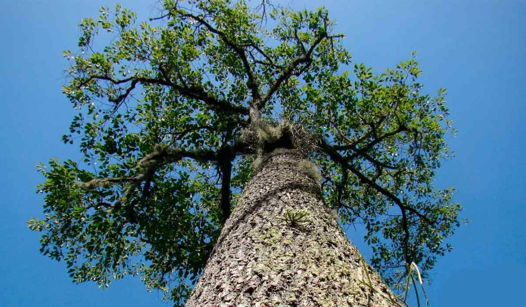 Quantas toneladas de carbono uma árvore na Amazônia consegue estocar?