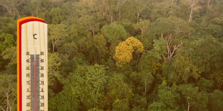 Floresta amazônica está exposta a riscos devido ao aquecimento global - Fotomontagem: Jornal da USP - Imagens: Freepik e Carlamoura.amb/Wikimedia Commons/CC 3.0