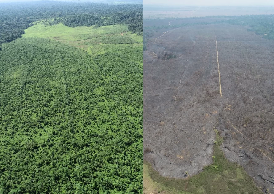 Incêndio criminoso atinge projeto de reflorestamento em Rondônia