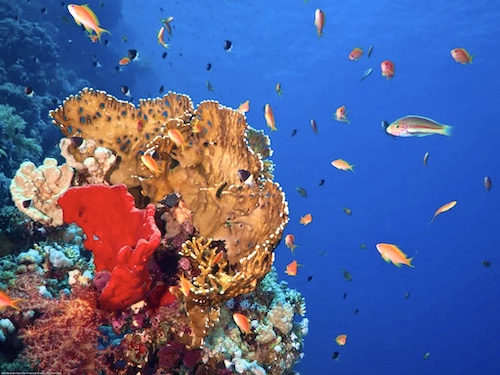 Mundo Animal, Coral Azul da Malásia. 