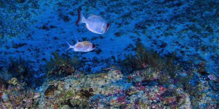 Espécies de peixes vivendo em corais no mar da Amazônia