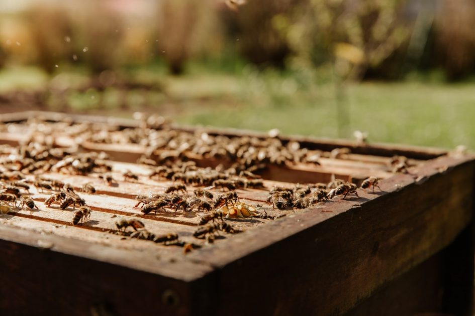 A importância vital das abelhas e como salvá-las da extinção