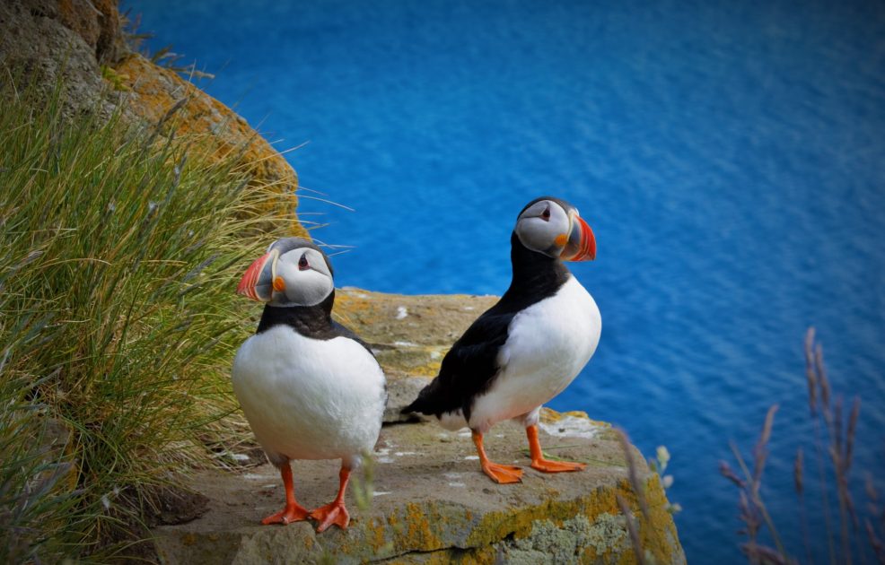 Mudanças climáticas feram nova espécie híbrida de Papagaios-do-Mar na Noruega