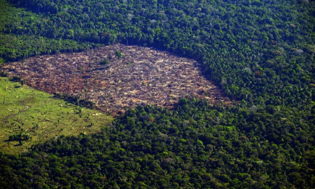 Amazônia registra menor desmatamento em cinco anos com queda de 22,3%