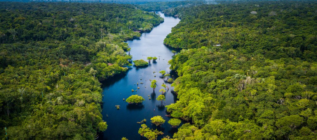 O mundo perdeu milhões de hectares de florestas em 2023, Brasil teve bom resultado