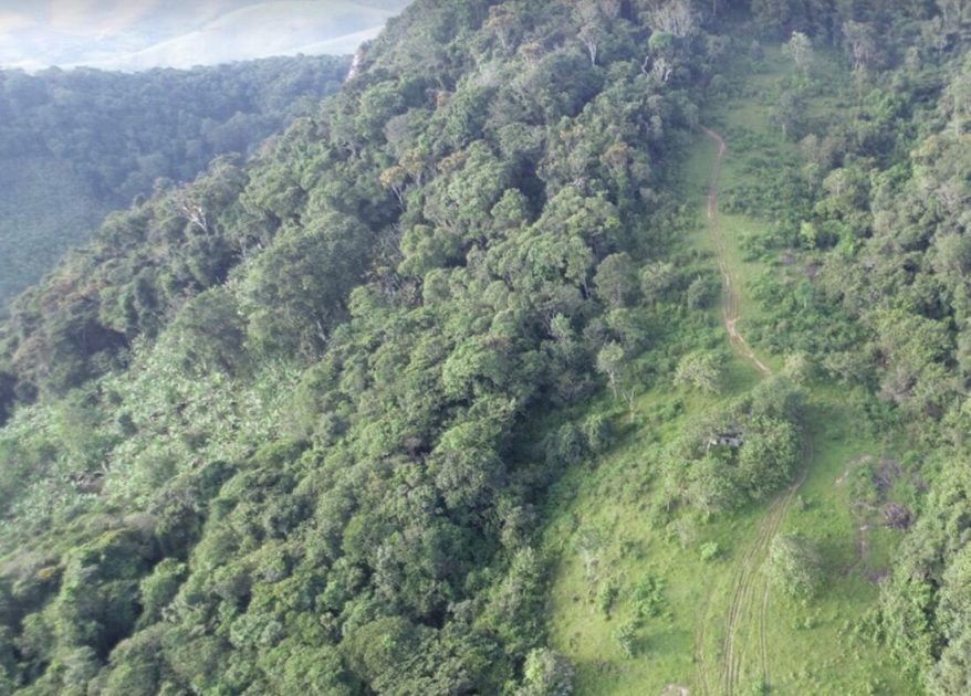 Ressurgimento inesperado: Árvore dada como extinta é encontrada em Pernambuco após 185 anos