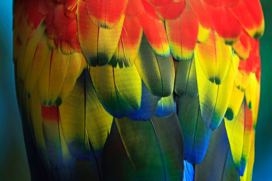 Por que as aves dos trópicos são mais coloridas? A ciência explica
