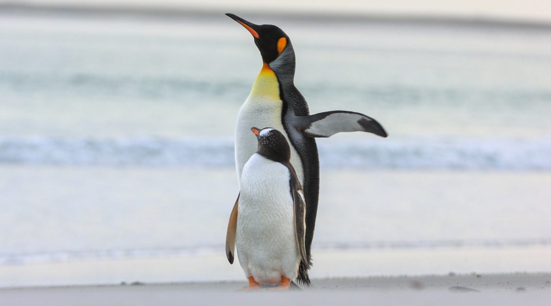 Crise no Polo Sul: Pinguins tem sobrevivência ameaçada na Antártida