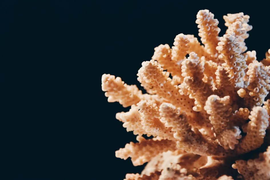 Cientistas do Brasil criam primeiro Coral In Vitro do país, abrem caminho para a recuperação de recifes