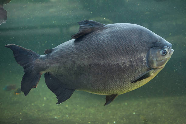 Autoridades investigam aparição misteriosa de peixe amazônico em lago na Irlanda