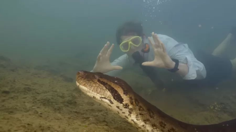 Nova espécie de anaconda verde descoberta com a participação de Will Smith em expedição documentada pela National Geographic