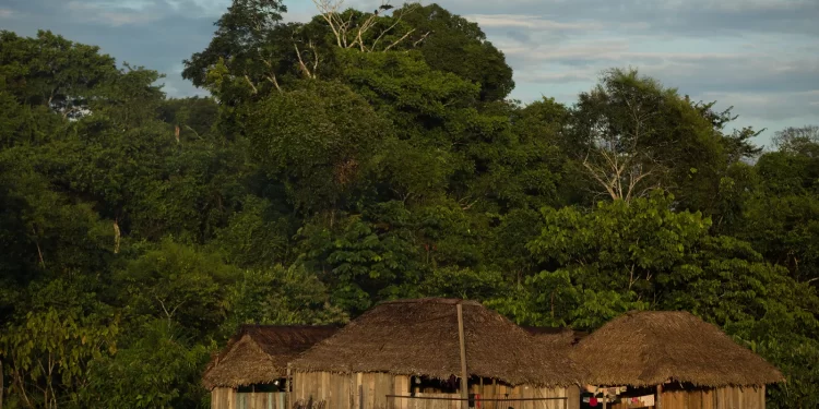 Vale do Javari — Foto: Bruno Kelly / Amazônia Real