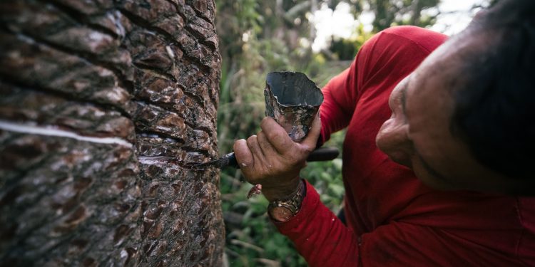 A iniciativa “Juntos pelo Extrativismo da Borracha Amazônica” promoveu o aumento da renda de famílias extrativistas e reuniu seringueiros em um encontro para avaliação da safra. Christian Braga  WWF-Brasil