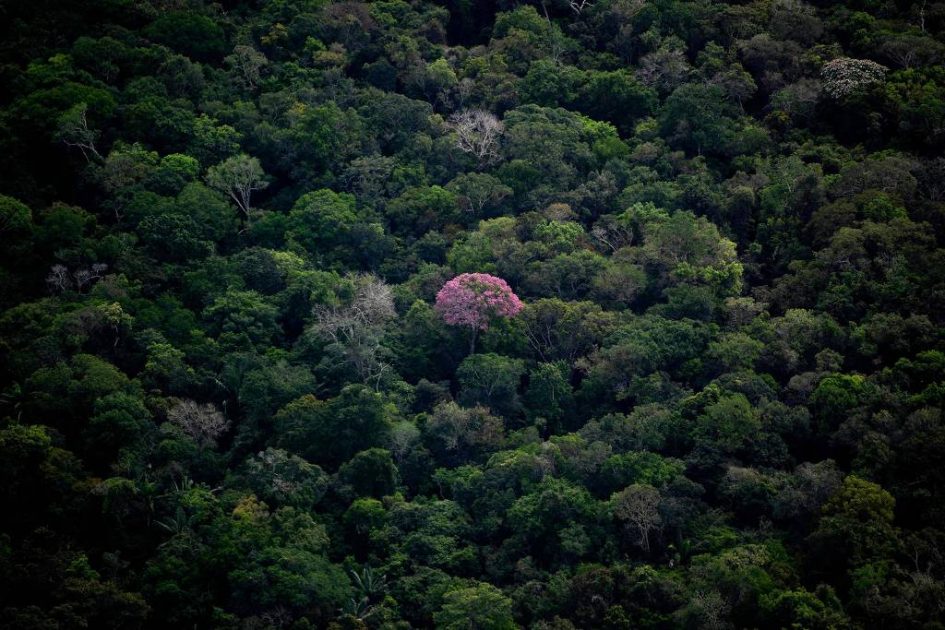 STF descarta inconstitucionalidade na política ambiental, mas exige plano para Amazônia e Pantanal