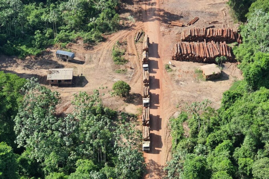 Descubra como o crime organizado lava seu dinheiro na Amazônia