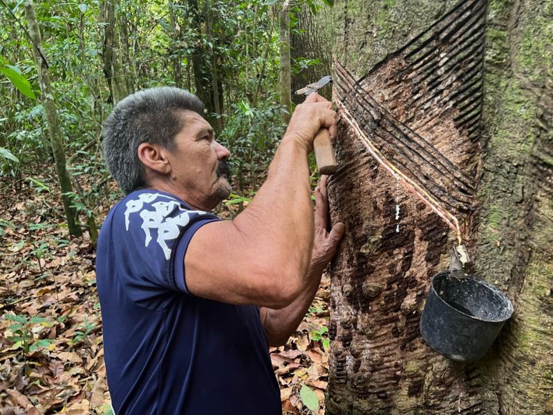 Entenda como a borracha nativa está ajudando a reconstruir a economia na Amazônia