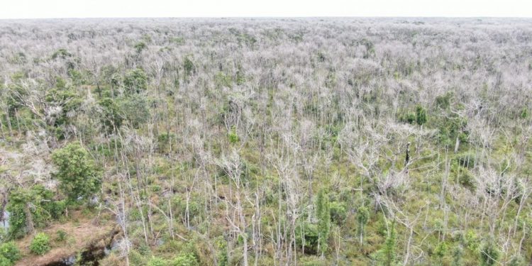 A propriedade de Claudecy Oliveira Lemes no Mato Grosso, onde ele gastou mais de R$ 25 milhões em ações de desmate químico, em áreas que totalizam 81 mil hectares de vegetação nativa do Pantanal. Foto MP-MT