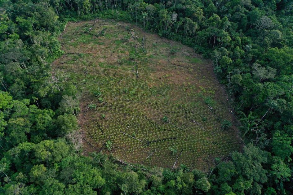 Desafios interligados: Pantanal, Cerrado e Amazônia - O Pantanal tem sofrido com vazantes extremas, provocadas por uma mudança drástica no ciclo das águas. De forma semelhante, o Cerrado, vital para o abastecimento hídrico do Brasil, tem sido devastado pela expansão agrícola e pelas queimadas, colocando em risco sua capacidade de resiliência. A Amazônia, por sua vez, enfrenta pressões ainda maiores, com o avanço do desmatamento comprometendo não apenas a biodiversidade local, mas o equilíbrio climático global. Seus rios secam ano a ano, na previsão, três anos seguidos. 