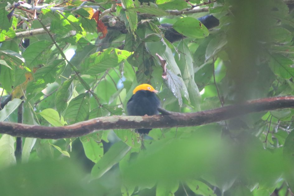 Pesquisadores do INPA descobrem espécie de pássaro inédita na Amazônia brasileira