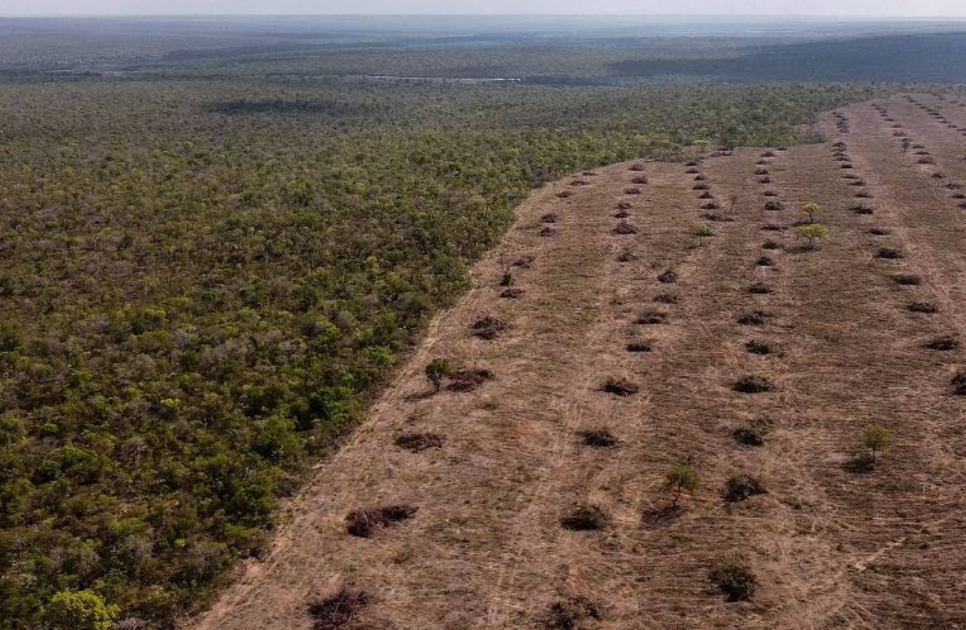 Novo pacto: Frigoríficos gigantes do Brasil adotam novo protocolo para combate ao desmatamento no Cerrado