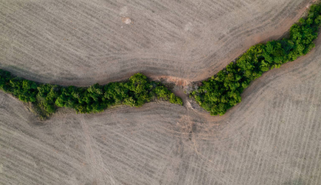 Novo pacto: Frigoríficos gigantes do Brasil adotam novo protocolo para combate ao desmatamento no Cerrado