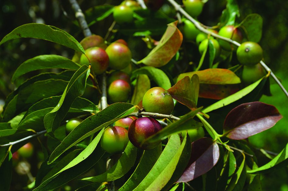 Fruta da Amazônia, Camu-camu pode ser próxima estrela na indústria de alimentos saudáveis