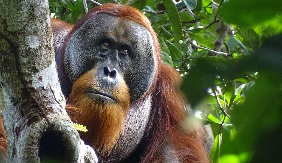 Orangotango surpreende biólogos usando plantas medicinais para tratar feridas