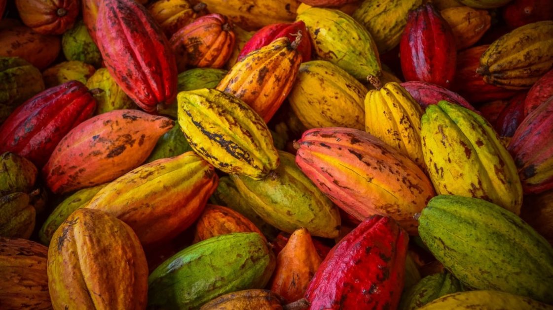 Cacau (Theobroma cacao)