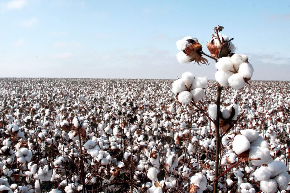 Brasil se torna maior exportador de algodão do mundo com grande ajuda da produção sustentável