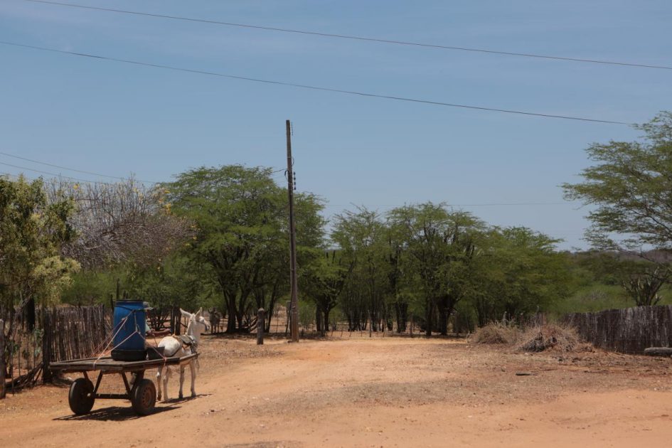 Restauração da Caatinga: Estratégias de novo estudo prometem revitalizar bioma único