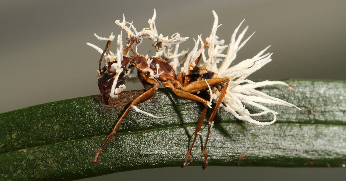 Fungos estão se adaptando ao corpo humano e a causa pode ser o aquecimento global