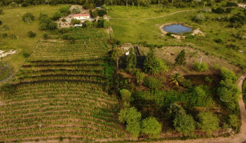 Antes e depois da implementação de um sistema agrofloresta na Caatinga

Restauração da Caatinga: Estratégias de novo estudo prometem revitalizar bioma único