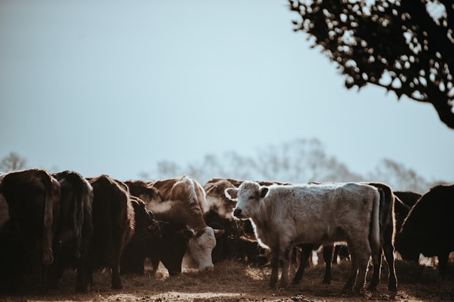 Dinamarca passa a cobrar imposto sobre emissões de gases de efeito estufa da agricultura e pecuária