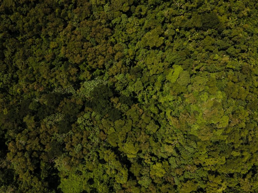 Banco Mundial lança títulos verdes para reflorestamento da Amazônia